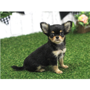animal_image