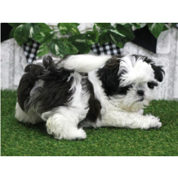 animal_image