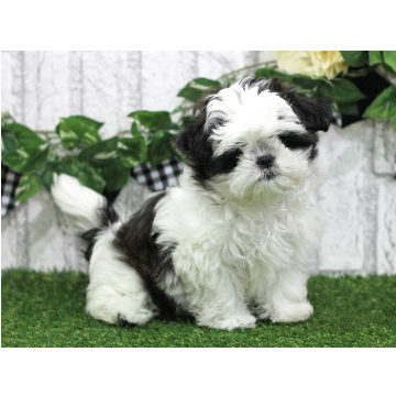 animal_image