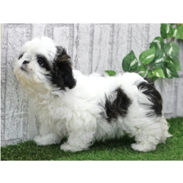 animal_image