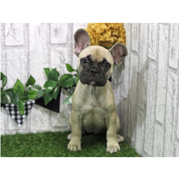 animal_image