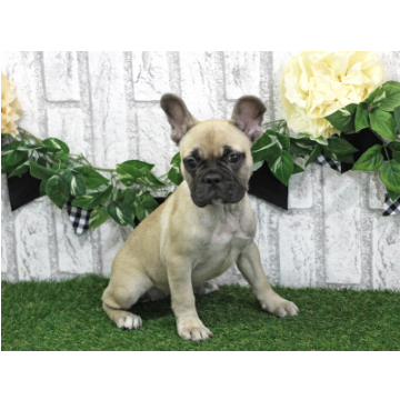 animal_image