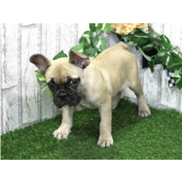 animal_image