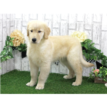 animal_image