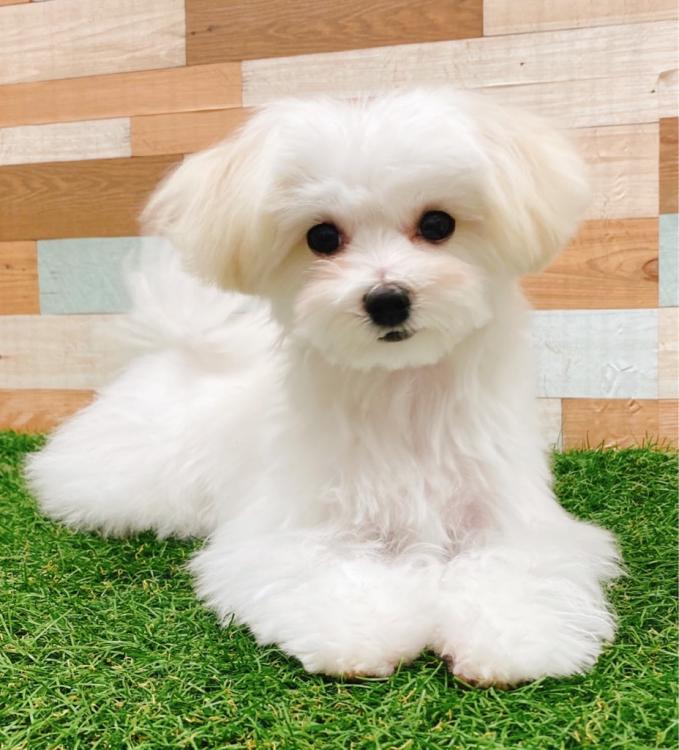 animal_image