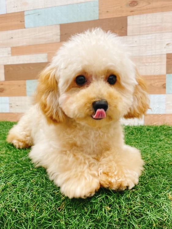 animal_image