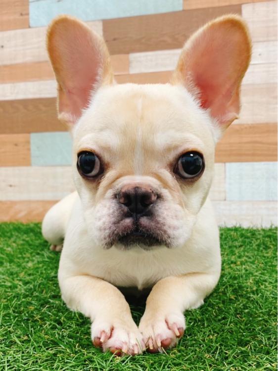 animal_image
