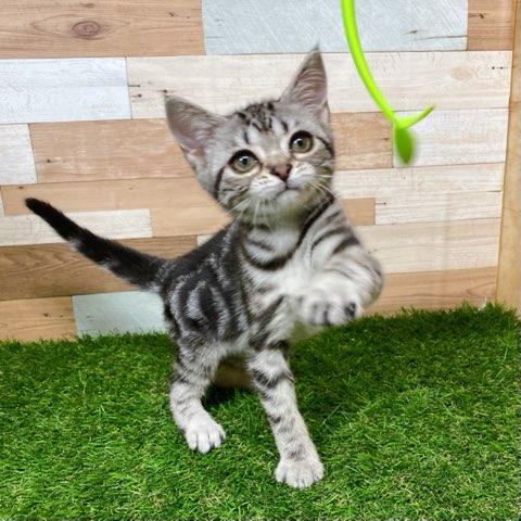 animal_image