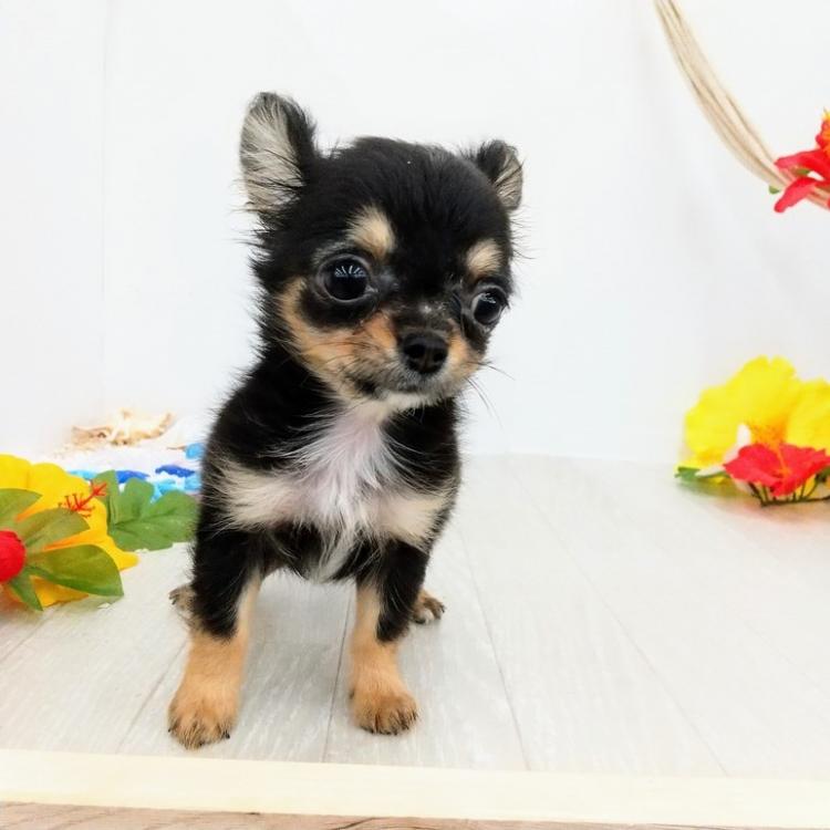 animal_image