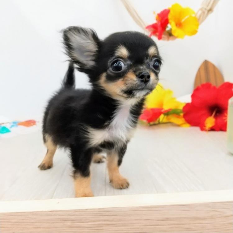 animal_image
