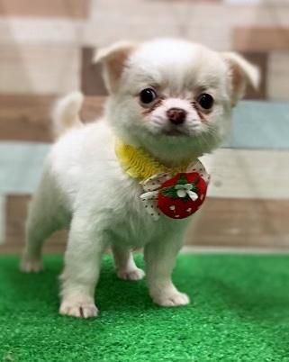 animal_image