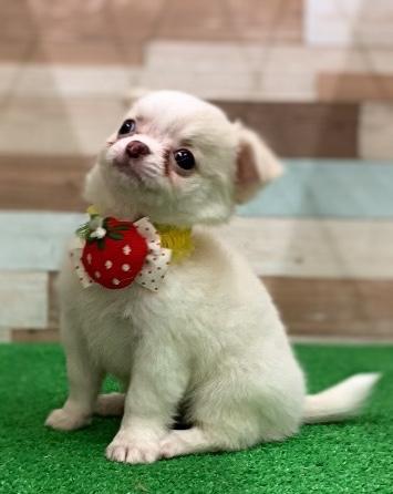 animal_image