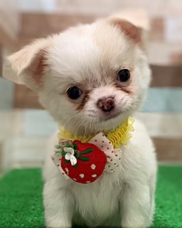 animal_image