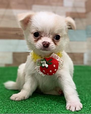 animal_image