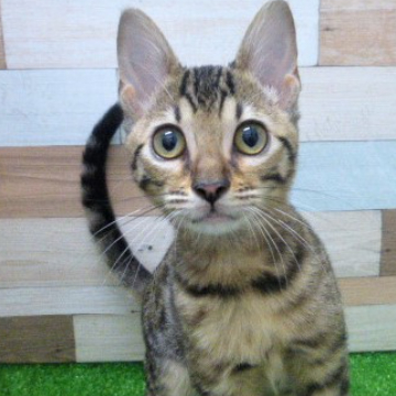 animal_image