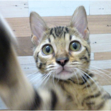 animal_image