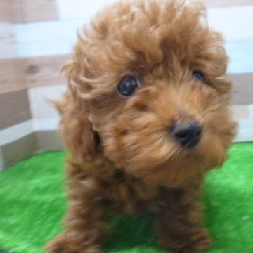 animal_image