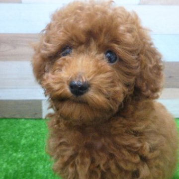animal_image