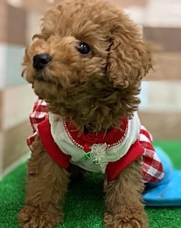 animal_image
