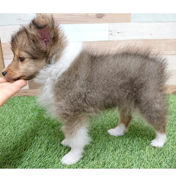 animal_image