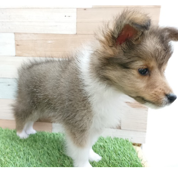 animal_image