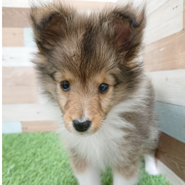 animal_image