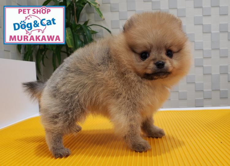 animal_image