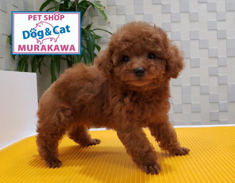 animal_image