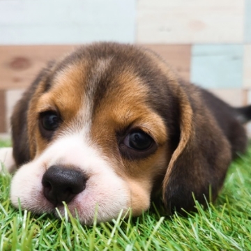 animal_image