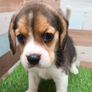 animal_image