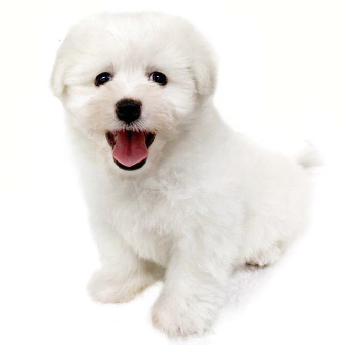 animal_image