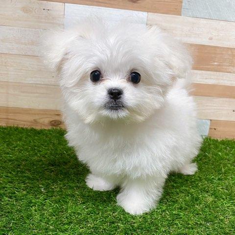 animal_image