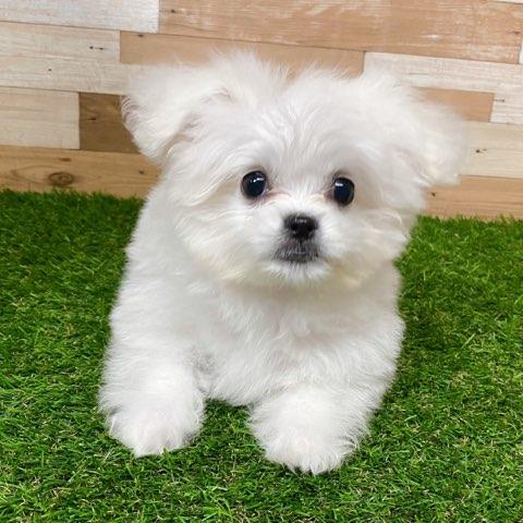animal_image