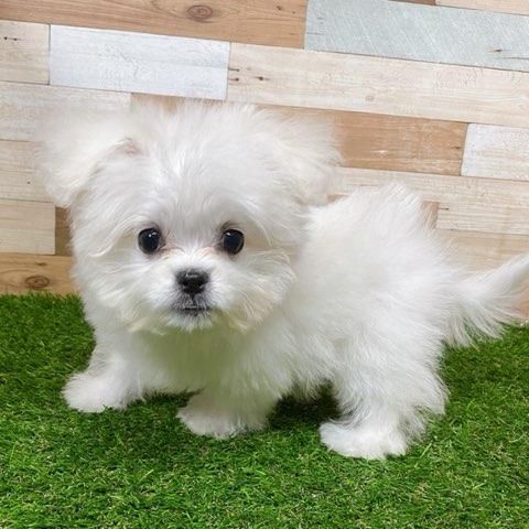 animal_image