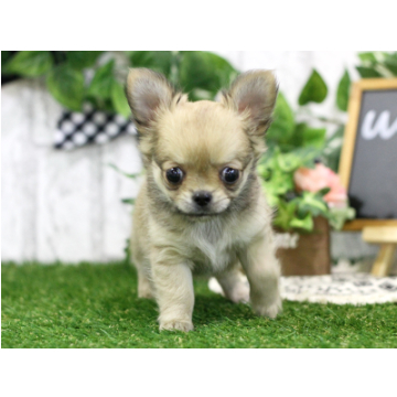 animal_image