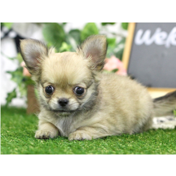 animal_image