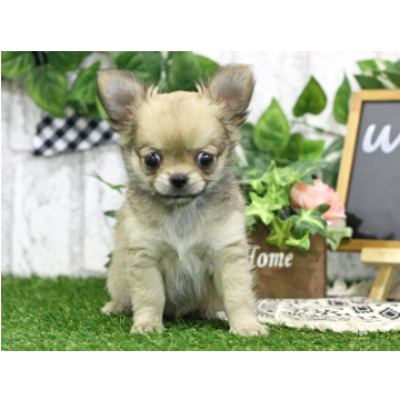 animal_image