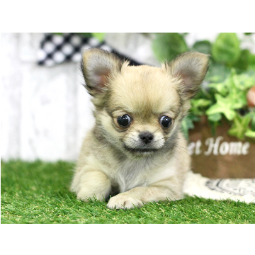 animal_image