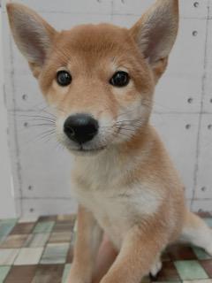 animal_image