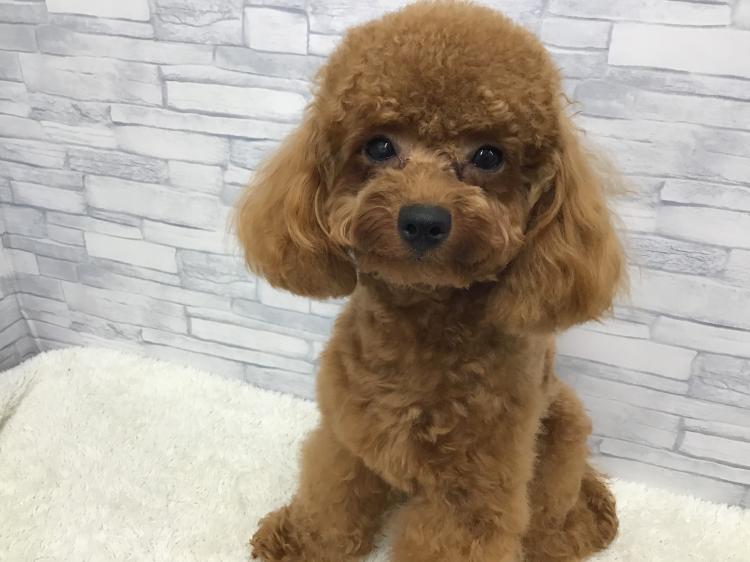 animal_image