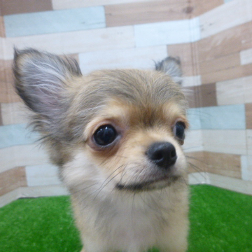 animal_image