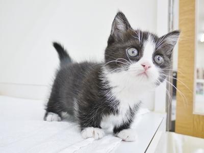 animal_image