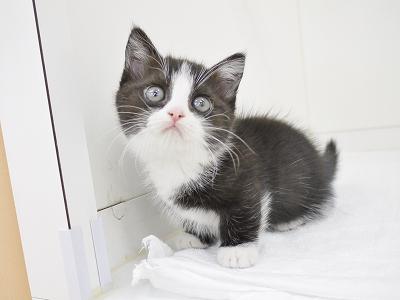 animal_image