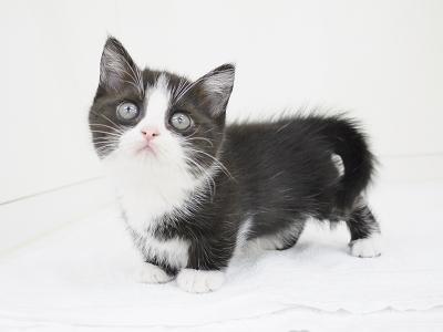 animal_image