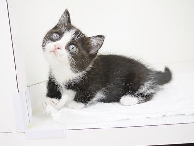 animal_image