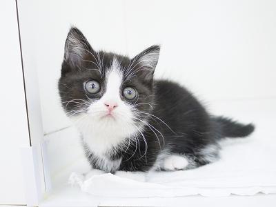 animal_image