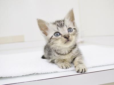animal_image