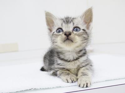 animal_image