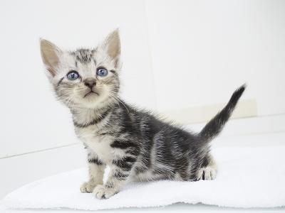 animal_image