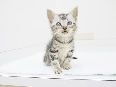 animal_image
